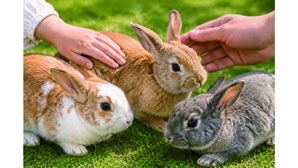 うさぎ触れ合い体験