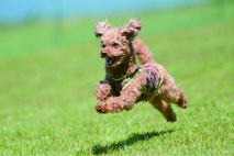 飛行犬撮影会